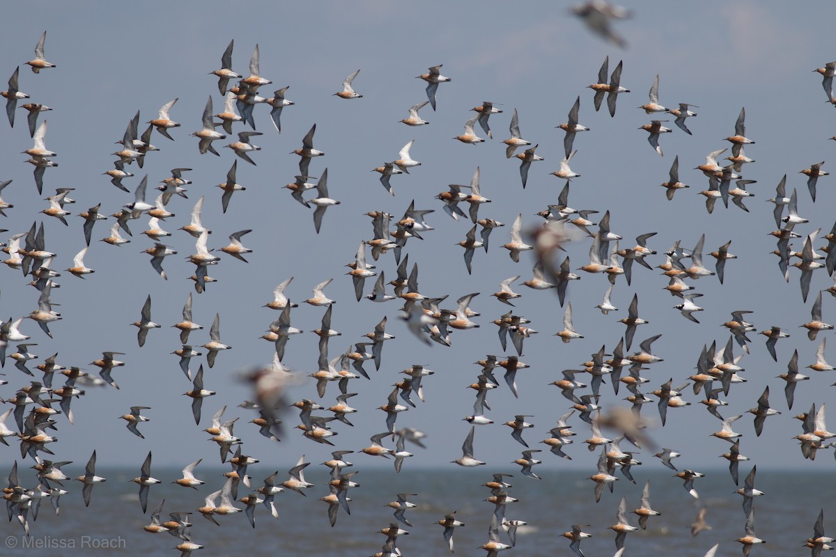 Red Knot - ML343221441