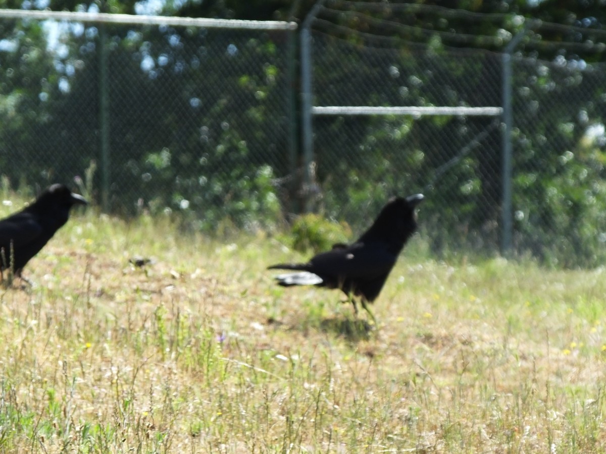 Common Raven - ML343221541