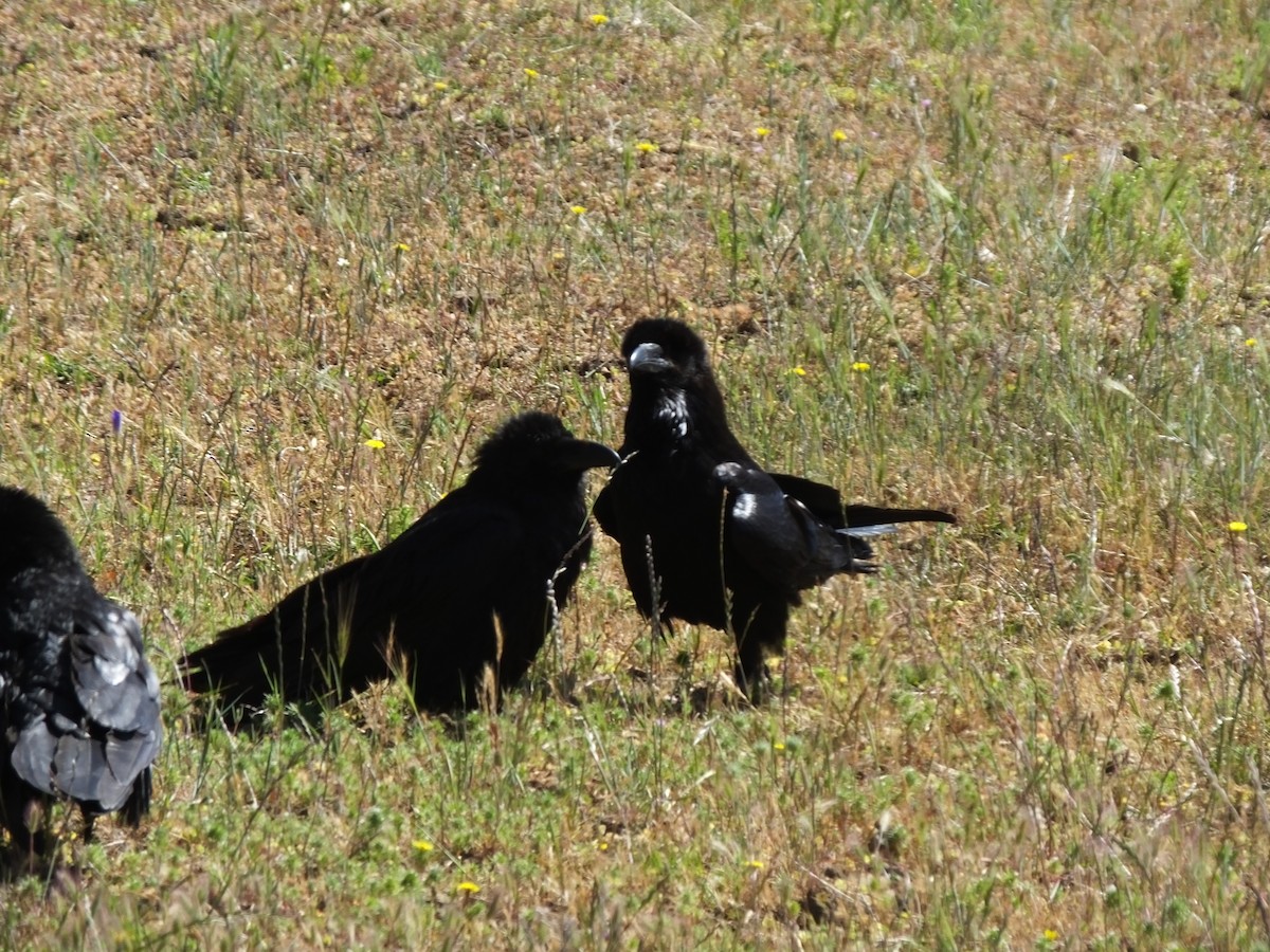 Common Raven - ML343221621