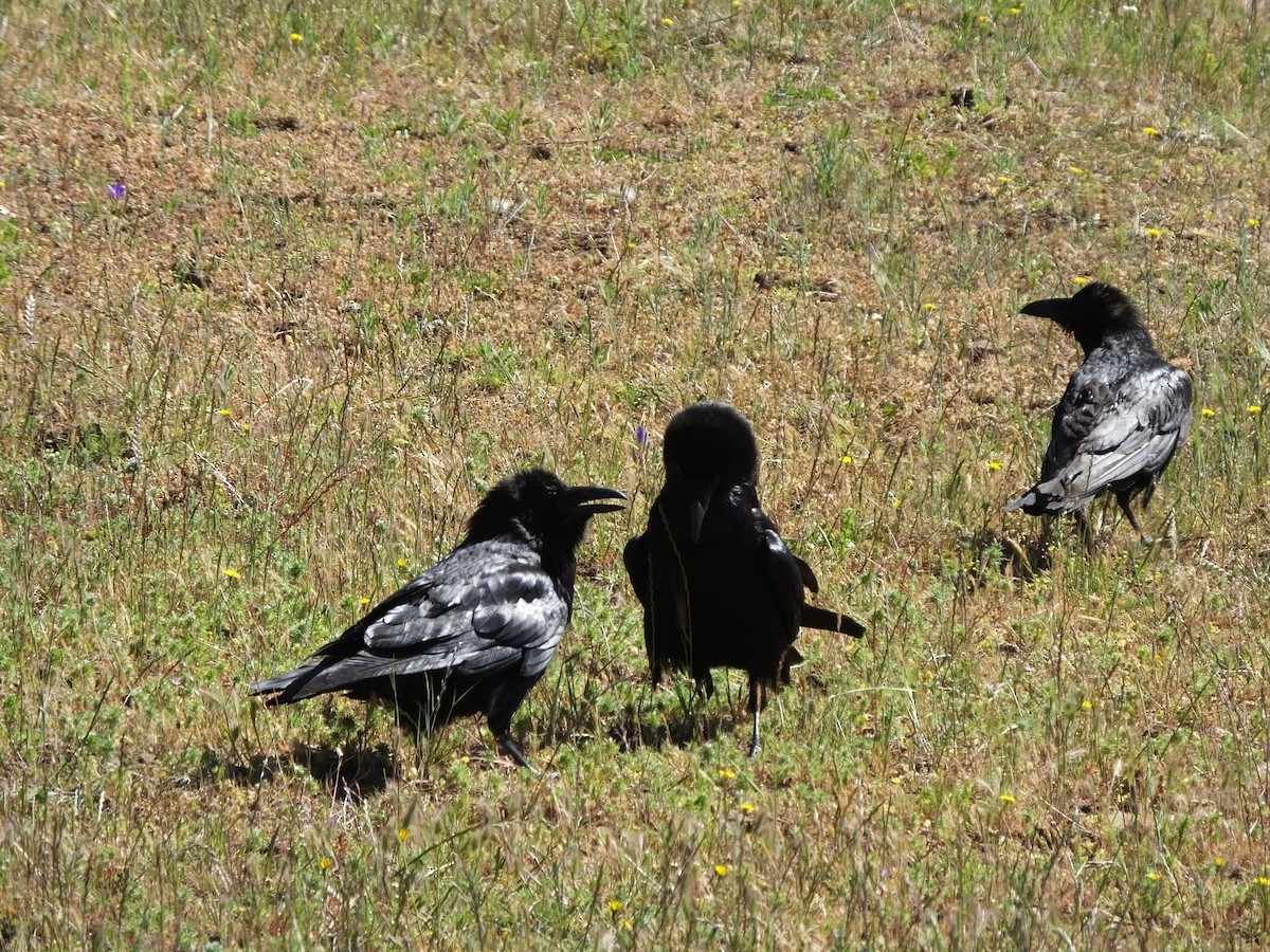 Common Raven - ML343221661