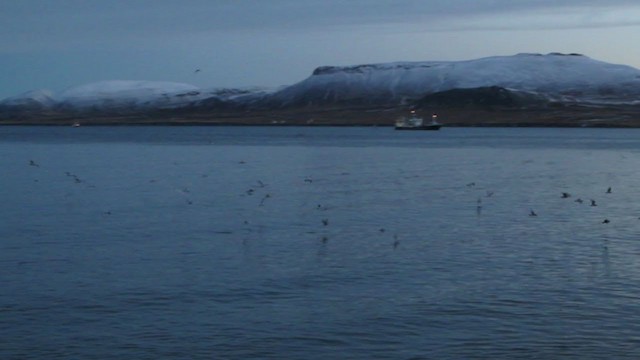 goéland ou mouette sp. - ML343224301