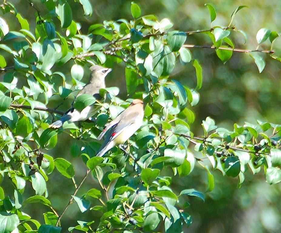 Cedar Waxwing - ML34322441