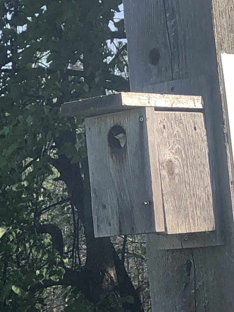 Tree Swallow - ML343225581