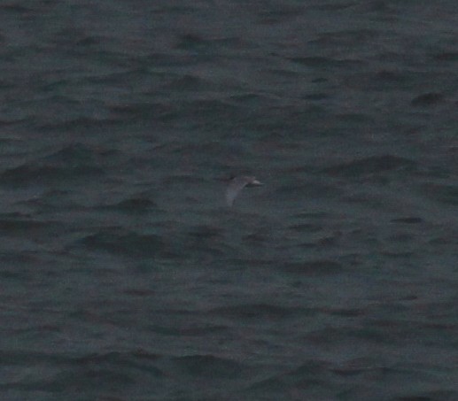 Arctic Tern - Bob Fogg