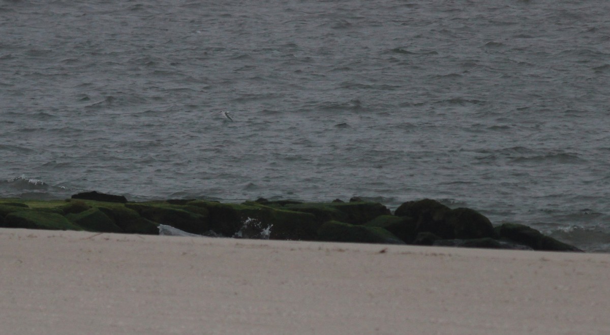 Arctic Tern - ML343226641