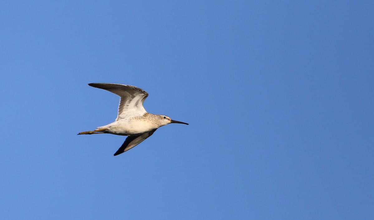 Stilt Sandpiper - ML34322711