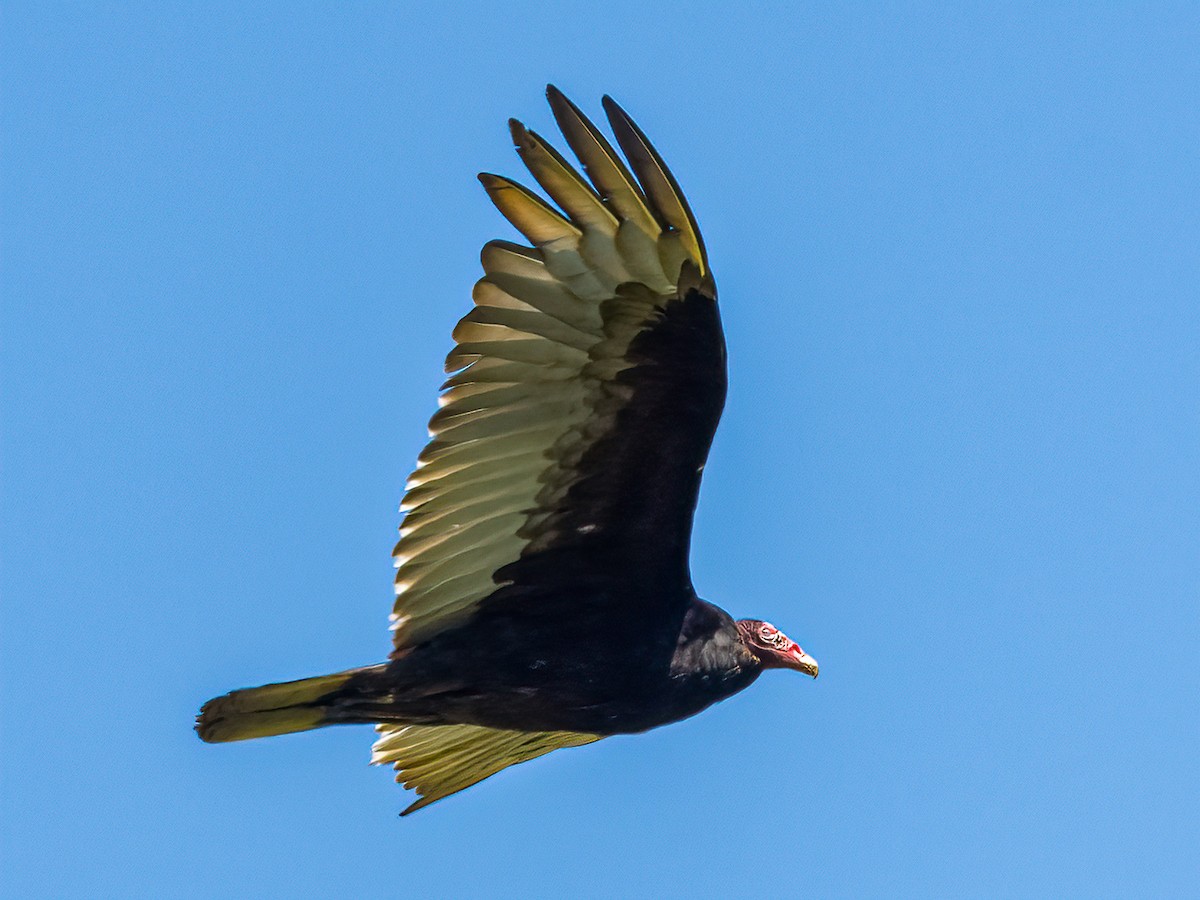 Turkey Vulture - ML343229011