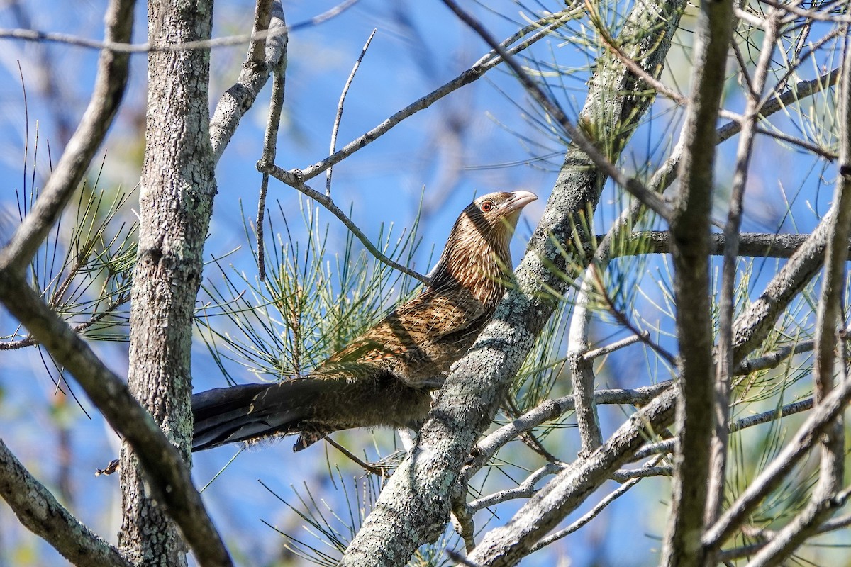 Pheasant Coucal - ML343230491