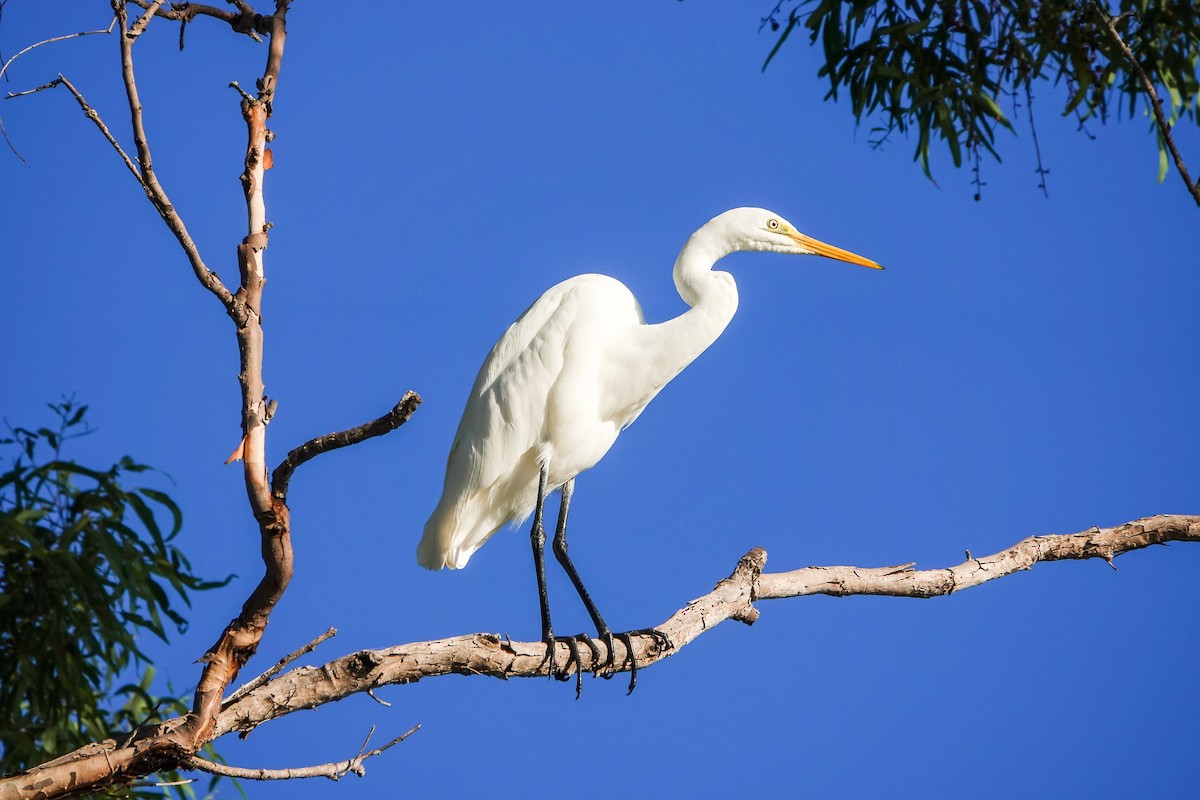 Great Egret - ML343232461