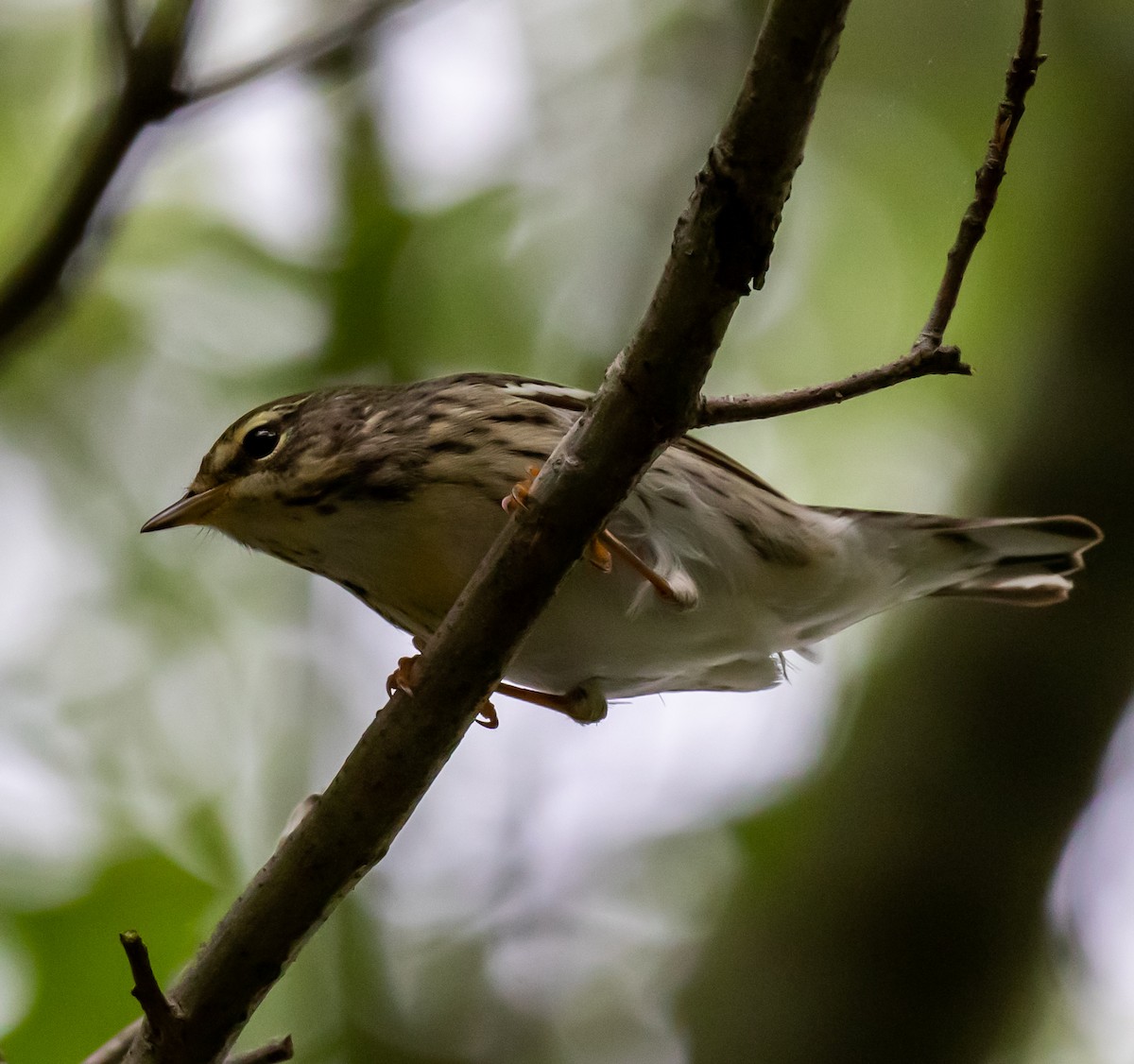 Blackpoll Warbler - Ron Hoff Dollyann Myers