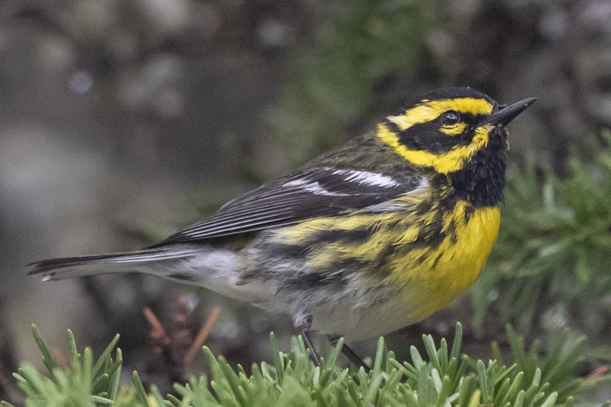 Townsend's Warbler - ML343234001