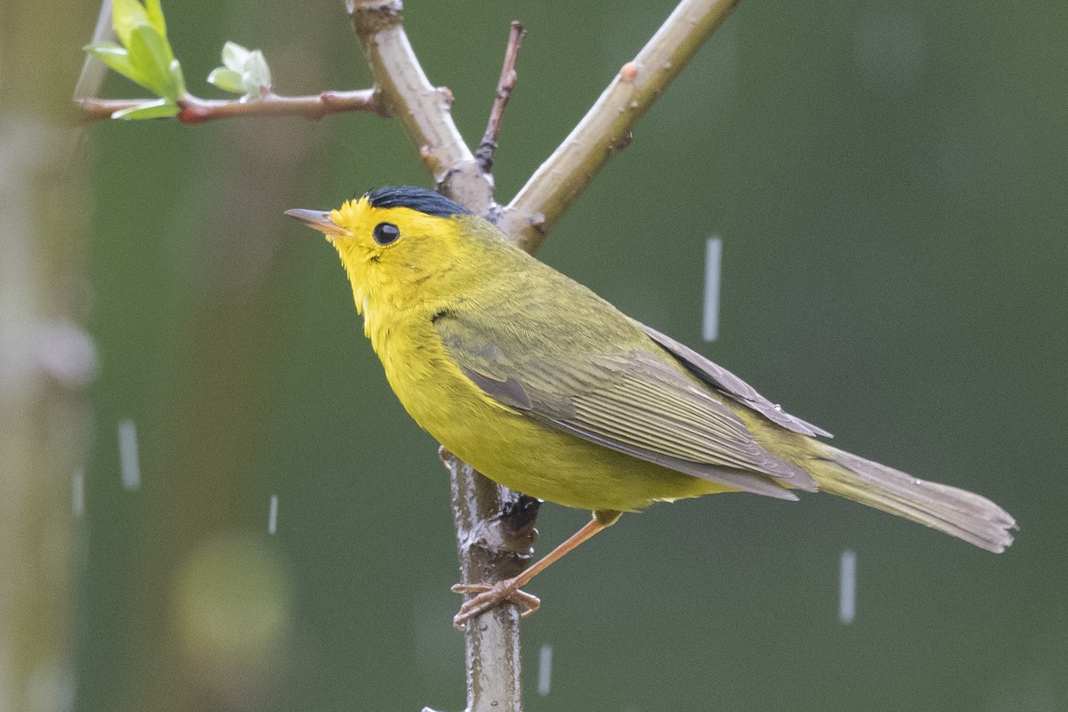 Wilson's Warbler - ML343234071