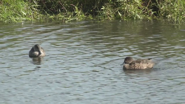 ハイイロコガモ - ML343234861