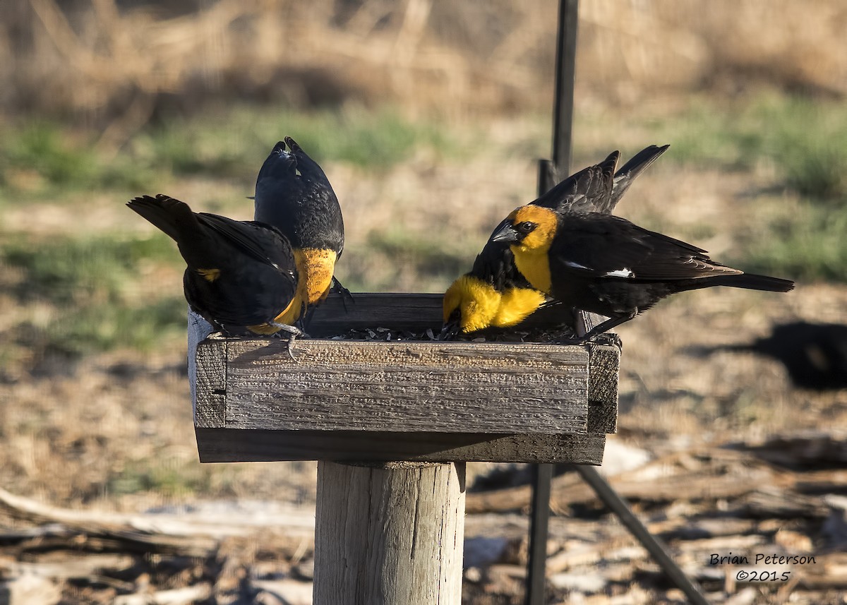 Yellow-headed Blackbird - ML34323641