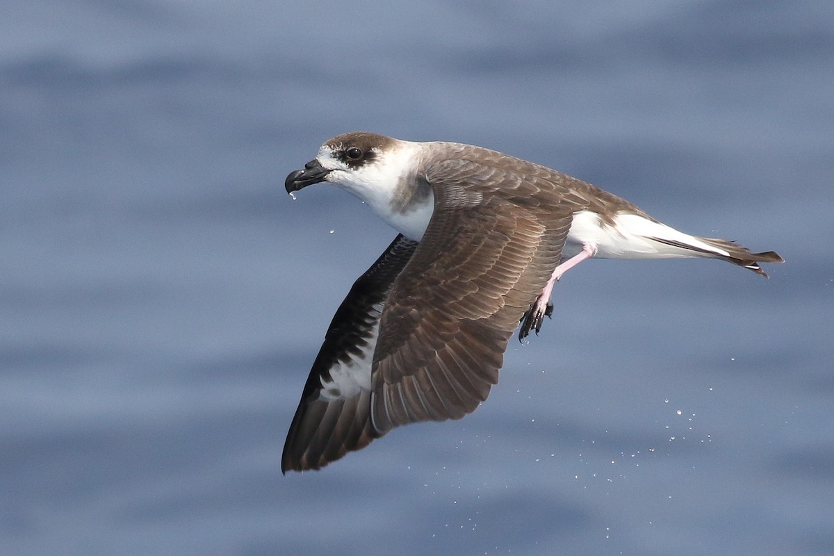 Petrel Antillano - ML343238461