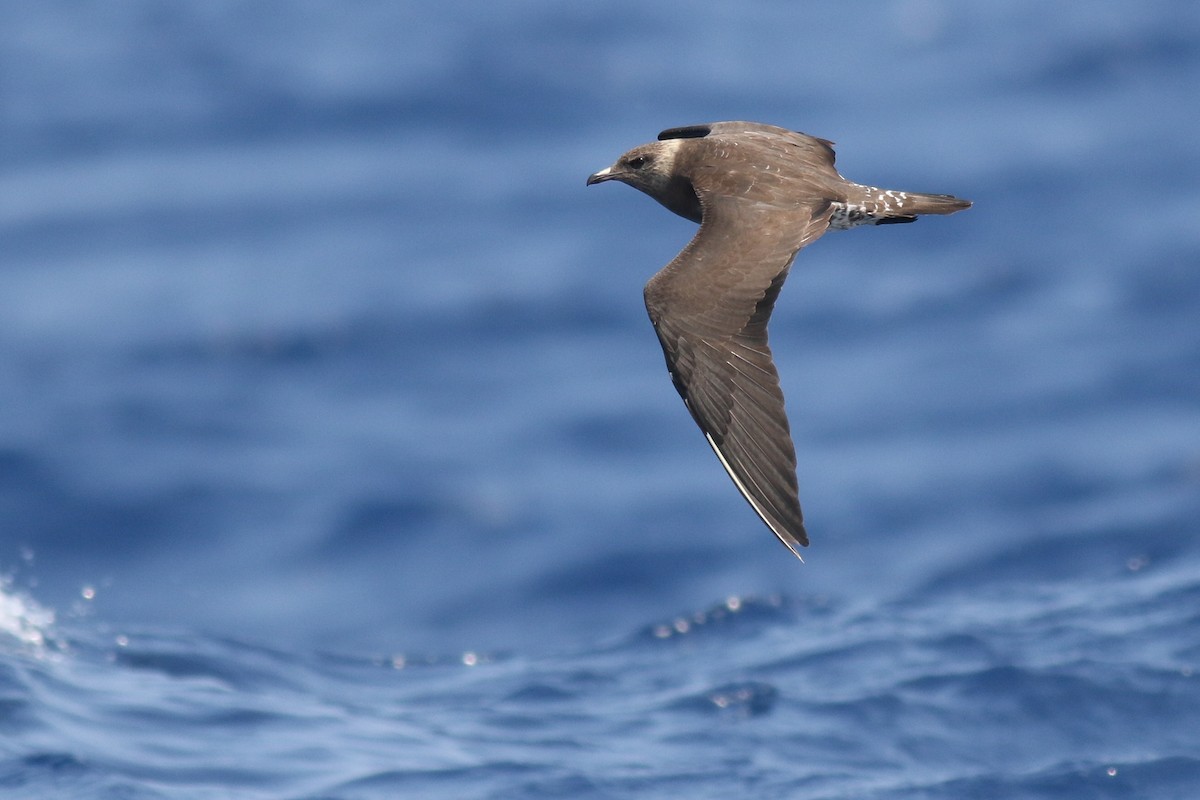Long-tailed Jaeger - Kate Sutherland