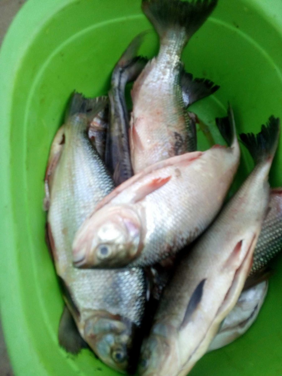 ML343239801 - Fish sp. - Macaulay Library