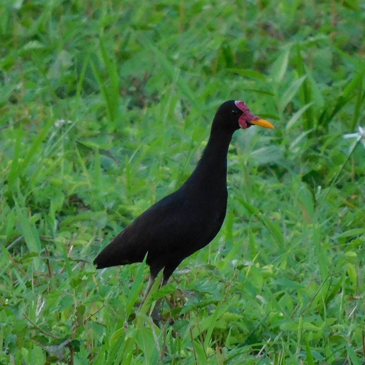 Wattled Jacana - ML343239931