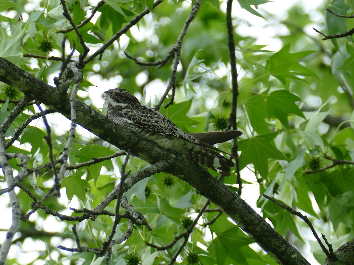 Common Nighthawk - ML343240011