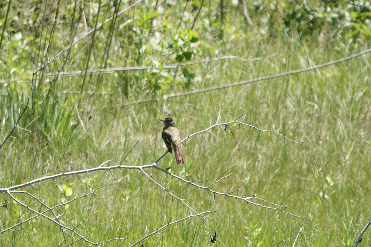 Great Crested Flycatcher - ML343241841