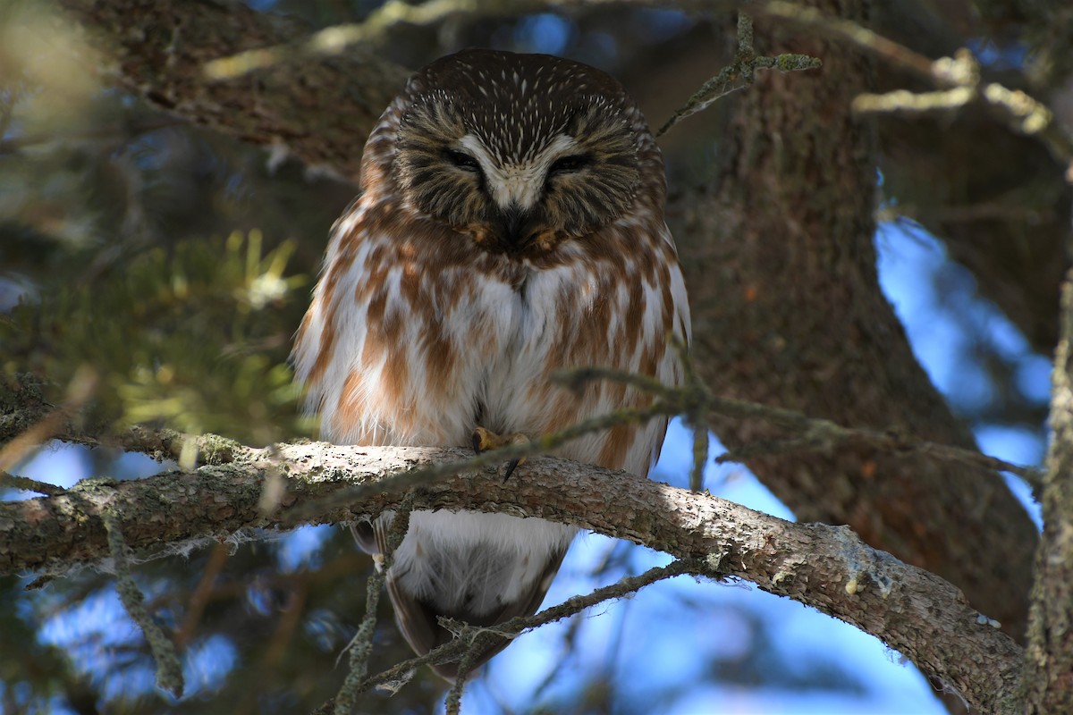 Northern Saw-whet Owl - Timothy Piranian