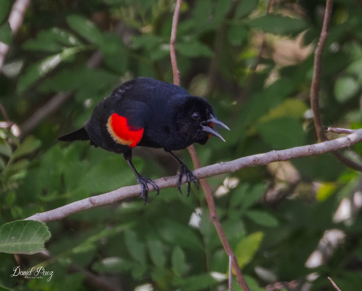 Red-winged Blackbird - ML343243951