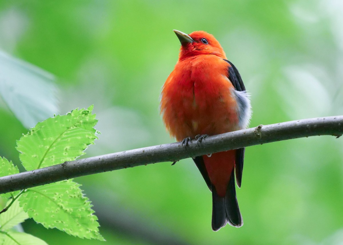 Scarlet Tanager - ML343244011