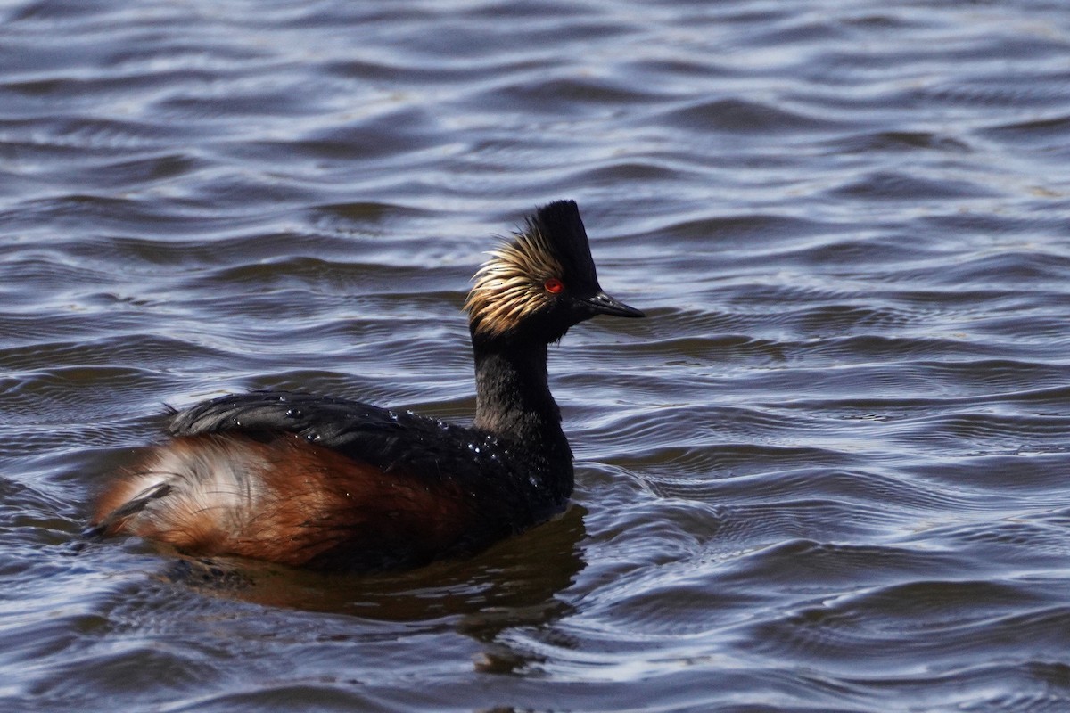 Eared Grebe - ML343244621