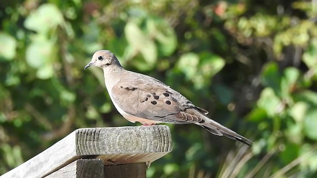 Mourning Dove - ML343245341