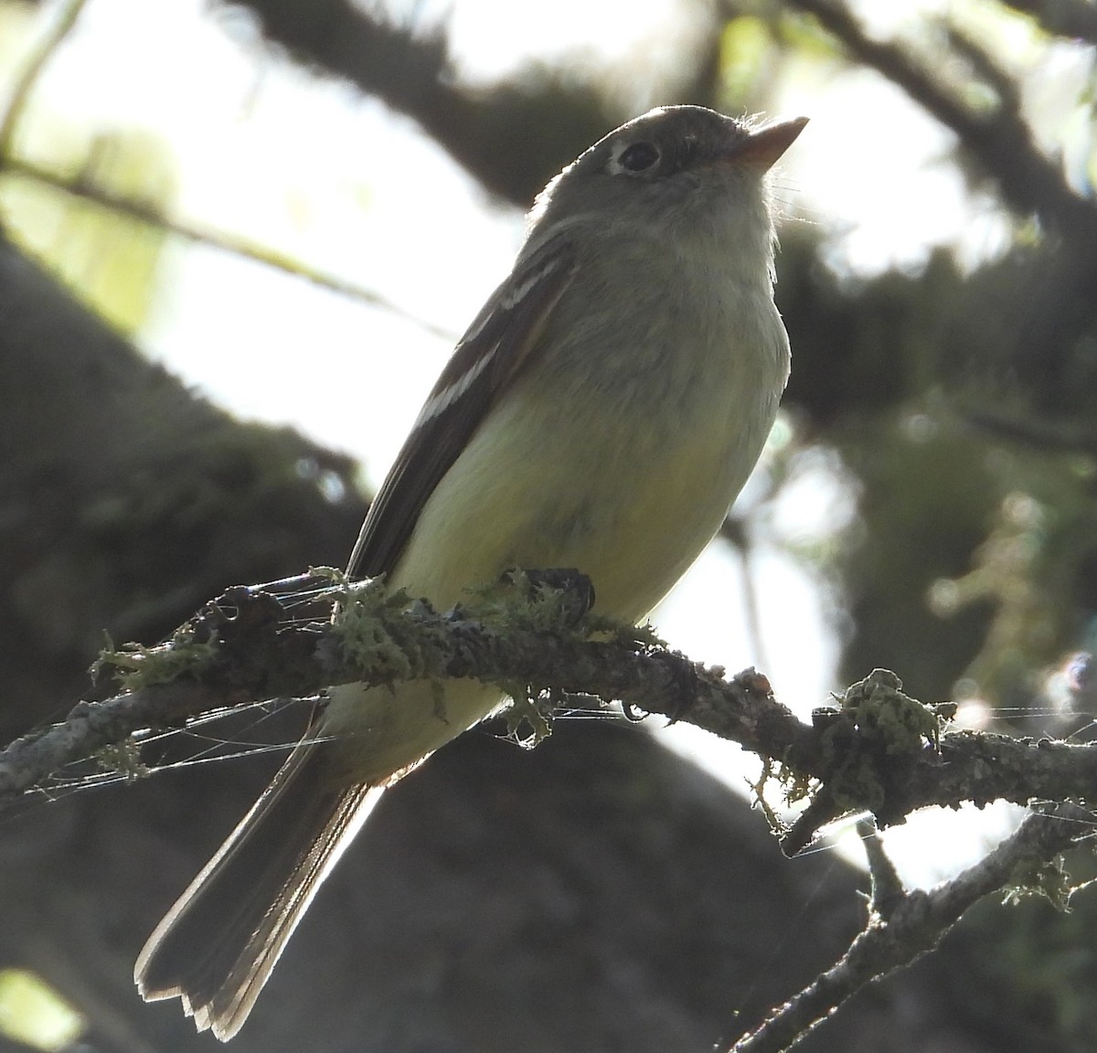 Yellow-bellied Flycatcher - ML343247001