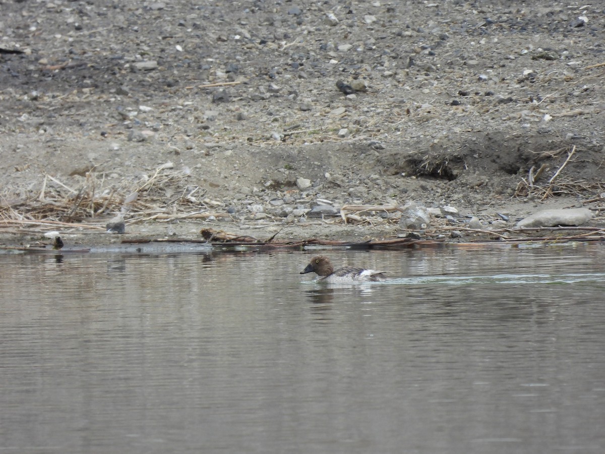 Common Goldeneye - Amit Gordon