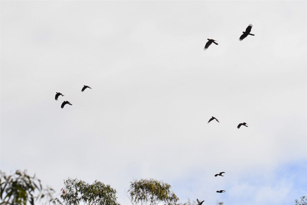 Yellow-tailed Black-Cockatoo - ML343249531