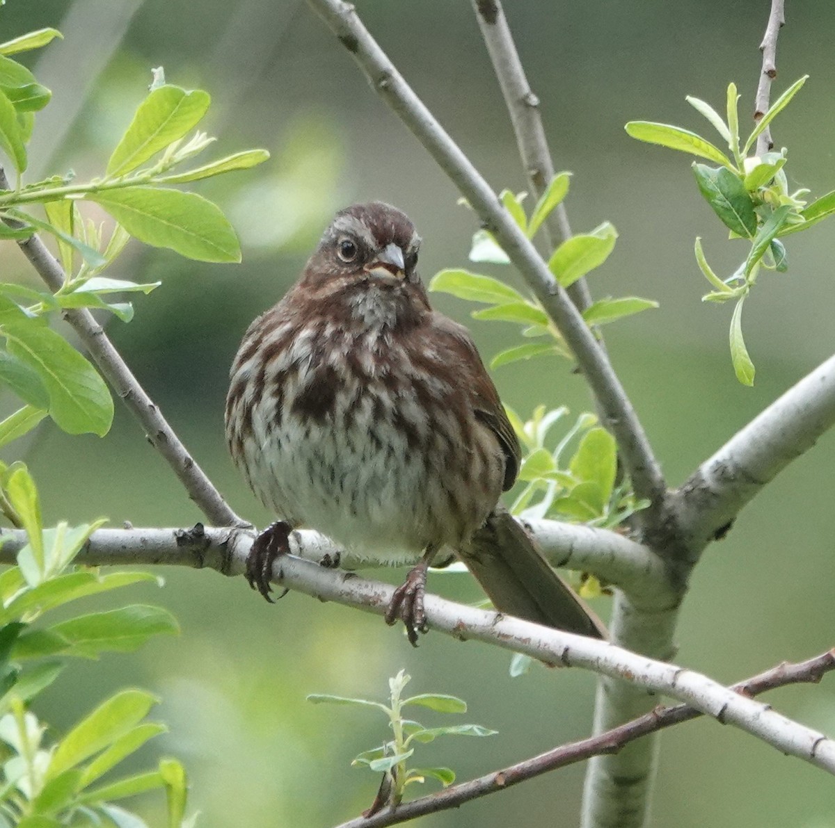 Song Sparrow - ML343249881