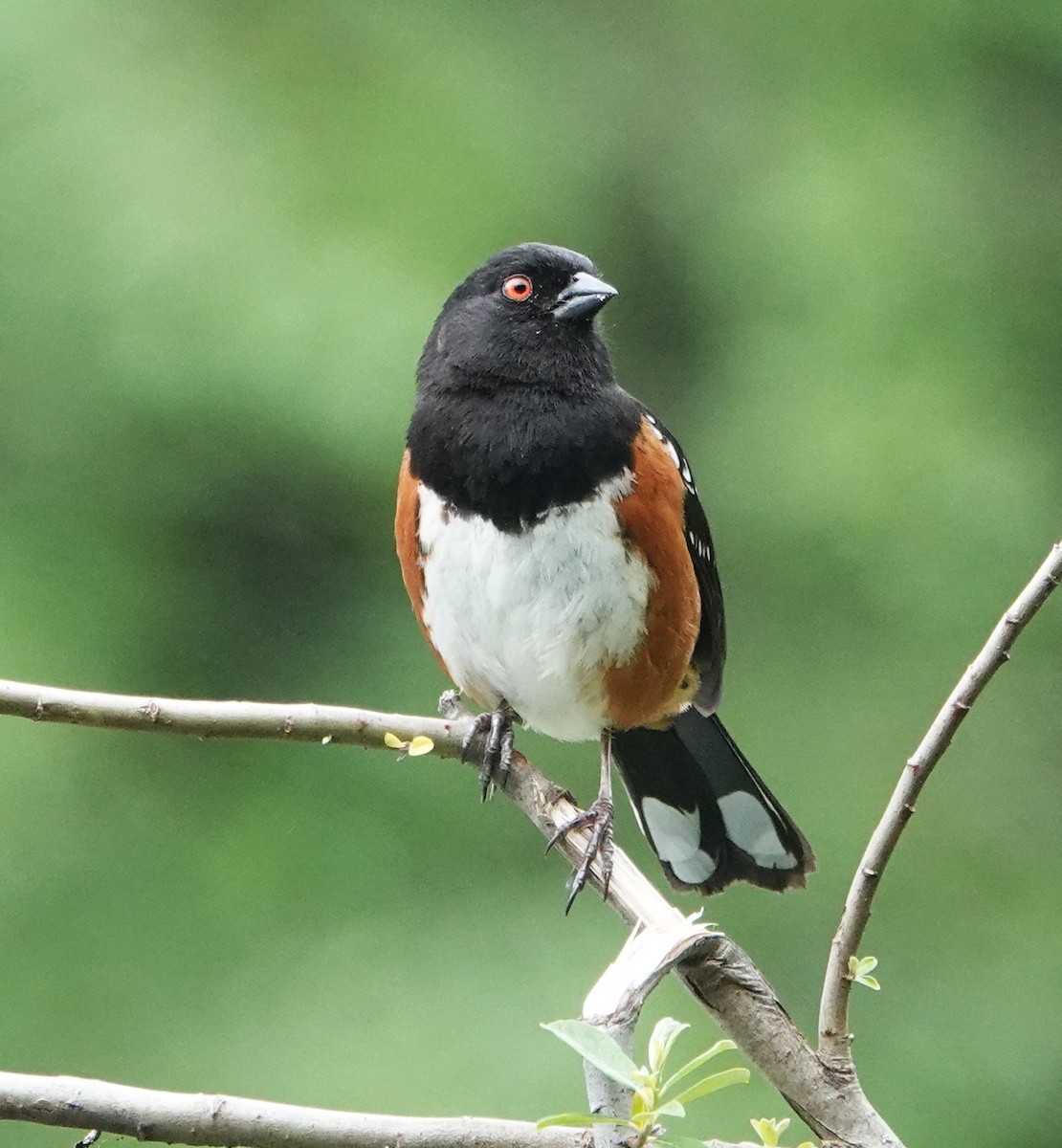 Spotted Towhee - ML343250171