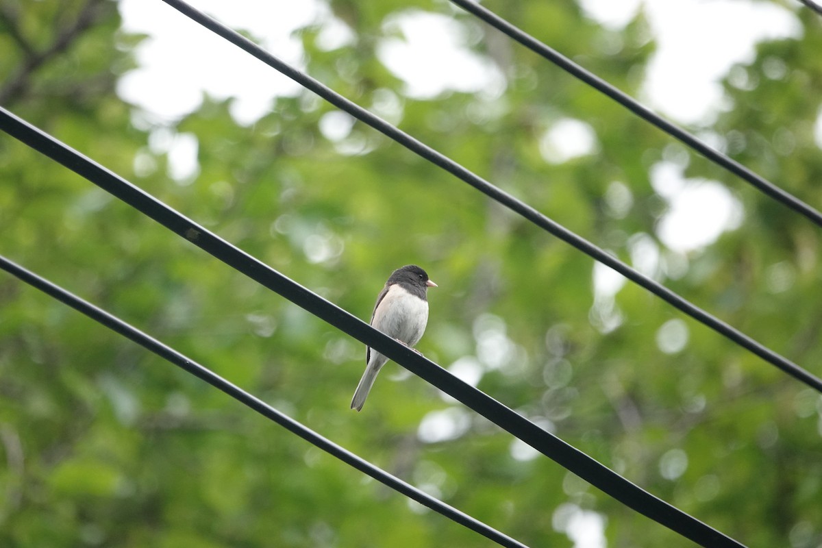 Dark-eyed Junco (Oregon) - ML343250661