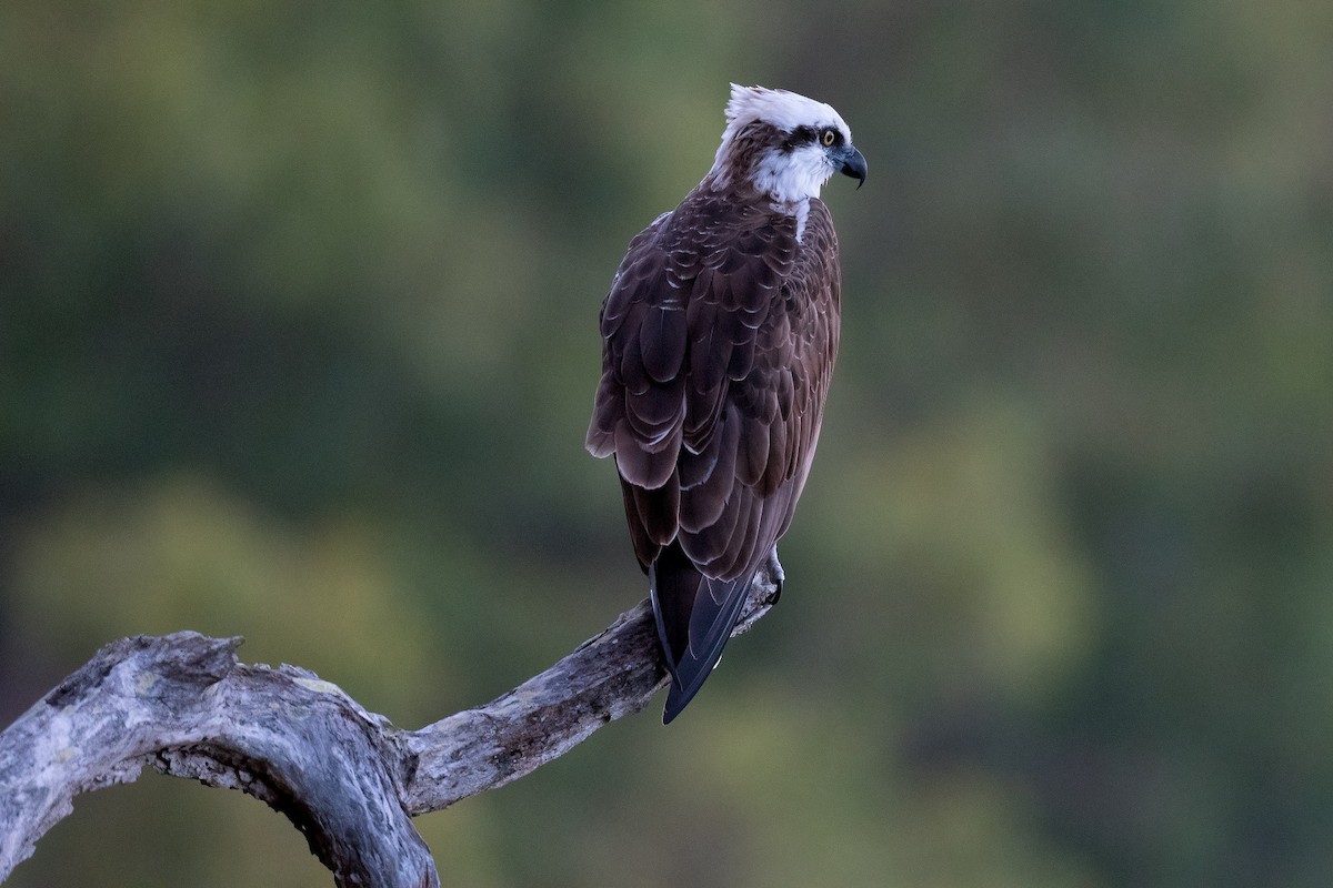 Águila Pescadora - ML343252311