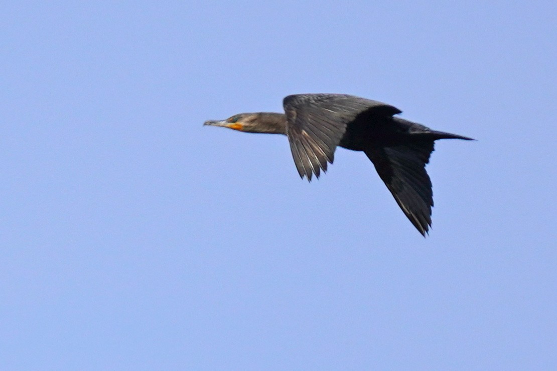 Double-crested Cormorant - ML343252501