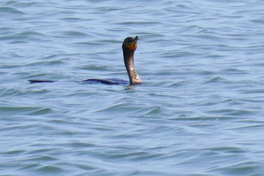 Double-crested Cormorant - ML343252771