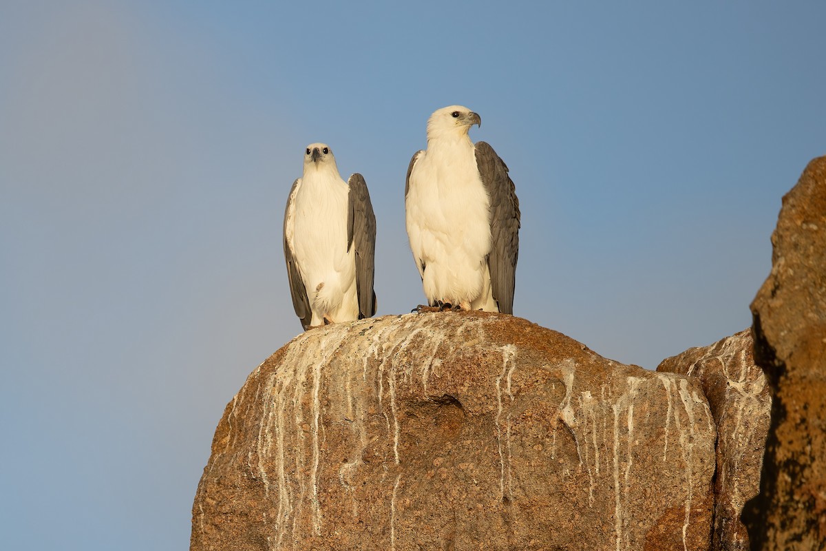 White-bellied Sea-Eagle - ML343253461