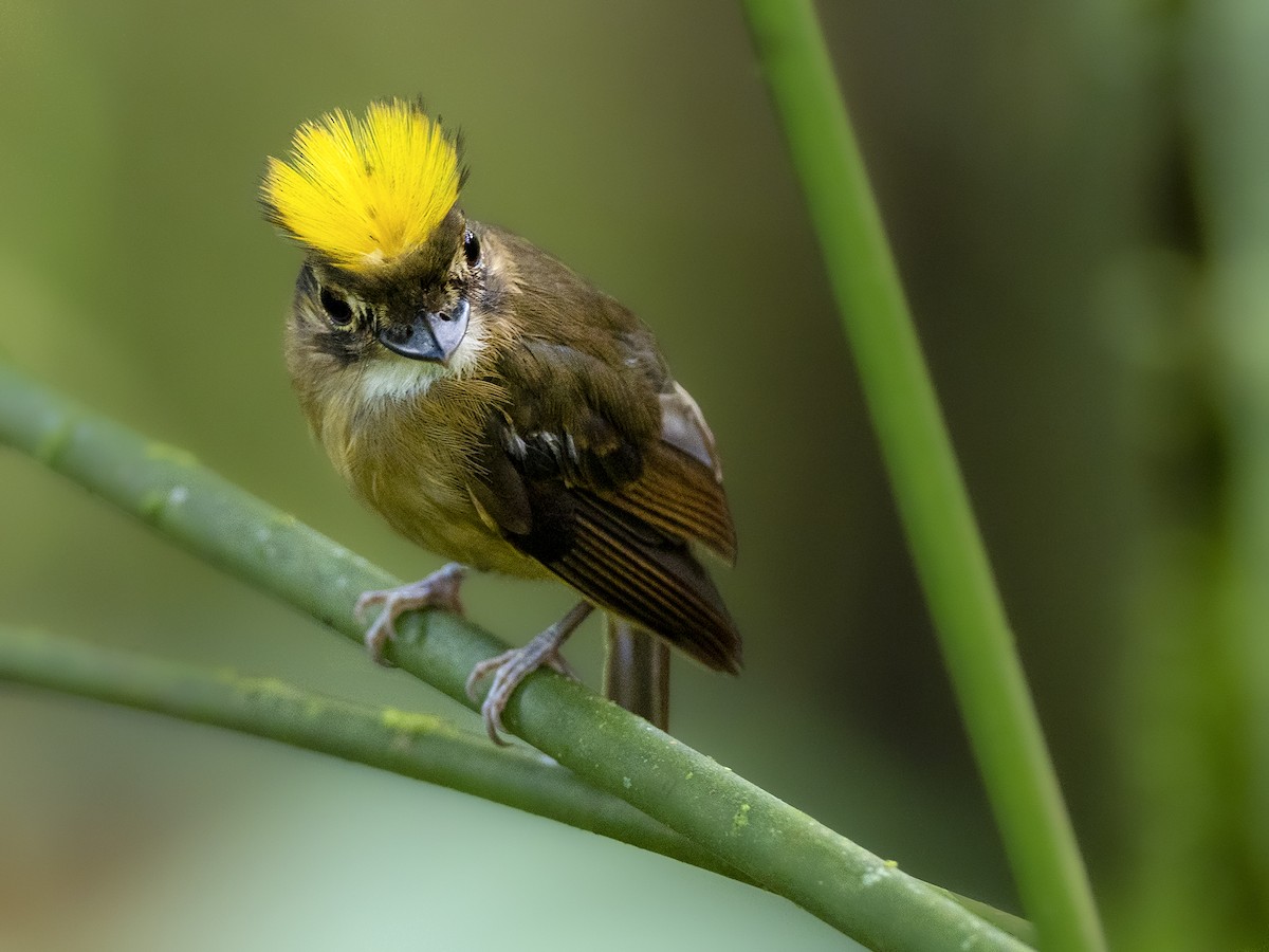 White-throated Spadebill - Andres Vasquez Noboa