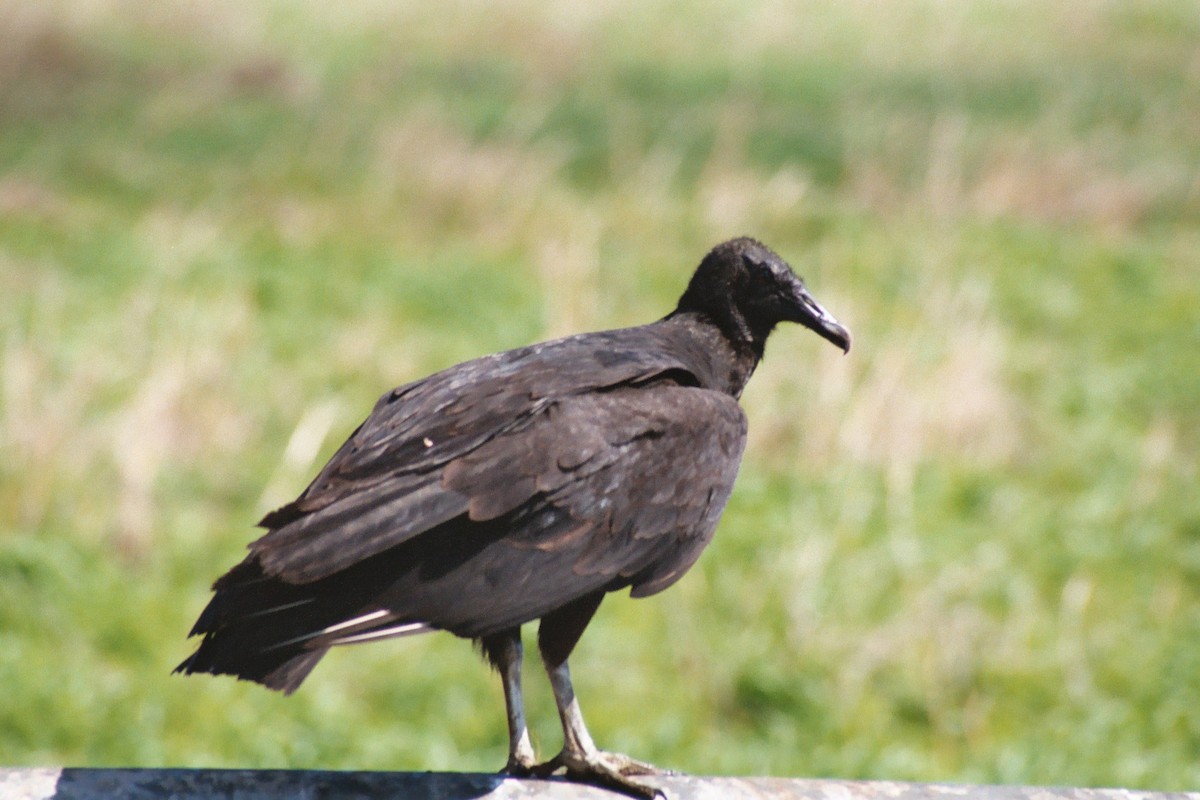 Black Vulture - ML34325601