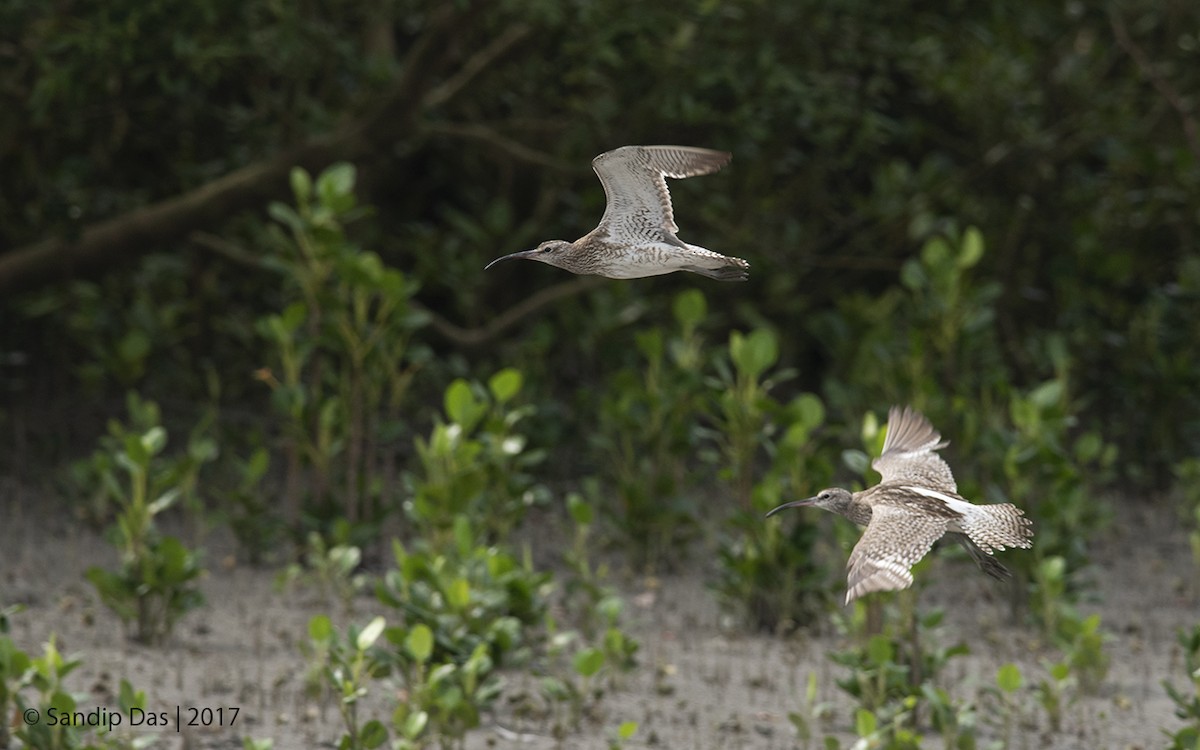 Whimbrel - Sandip Das