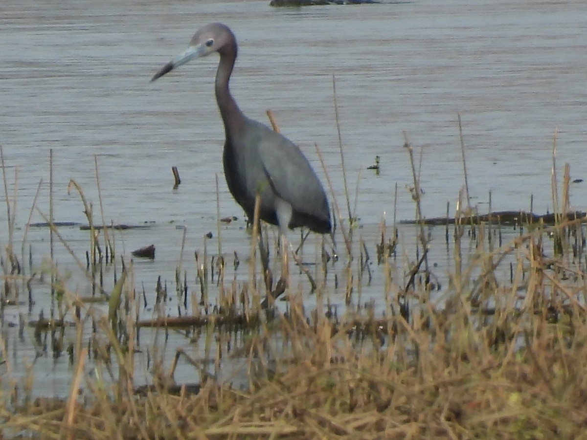 Little Blue Heron - ML343257291