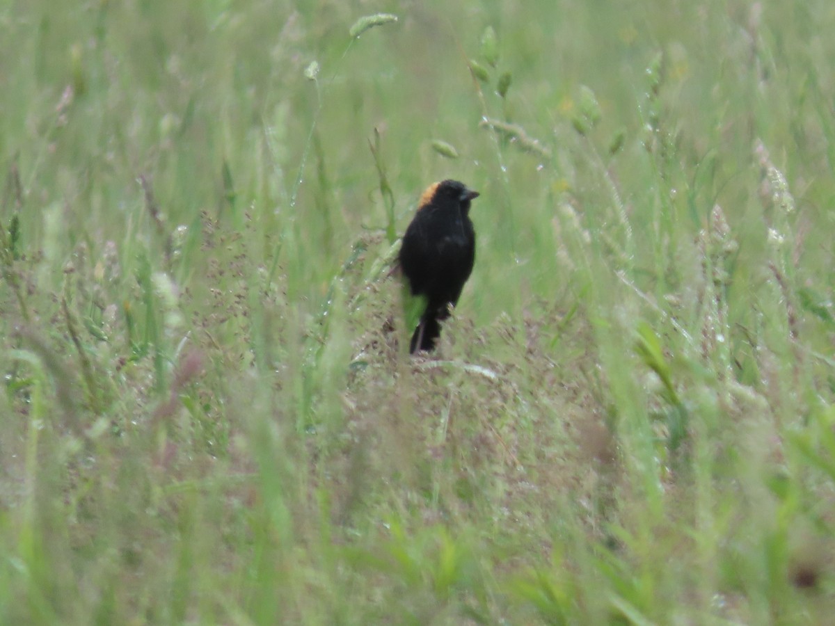 Bobolink - ML343258131