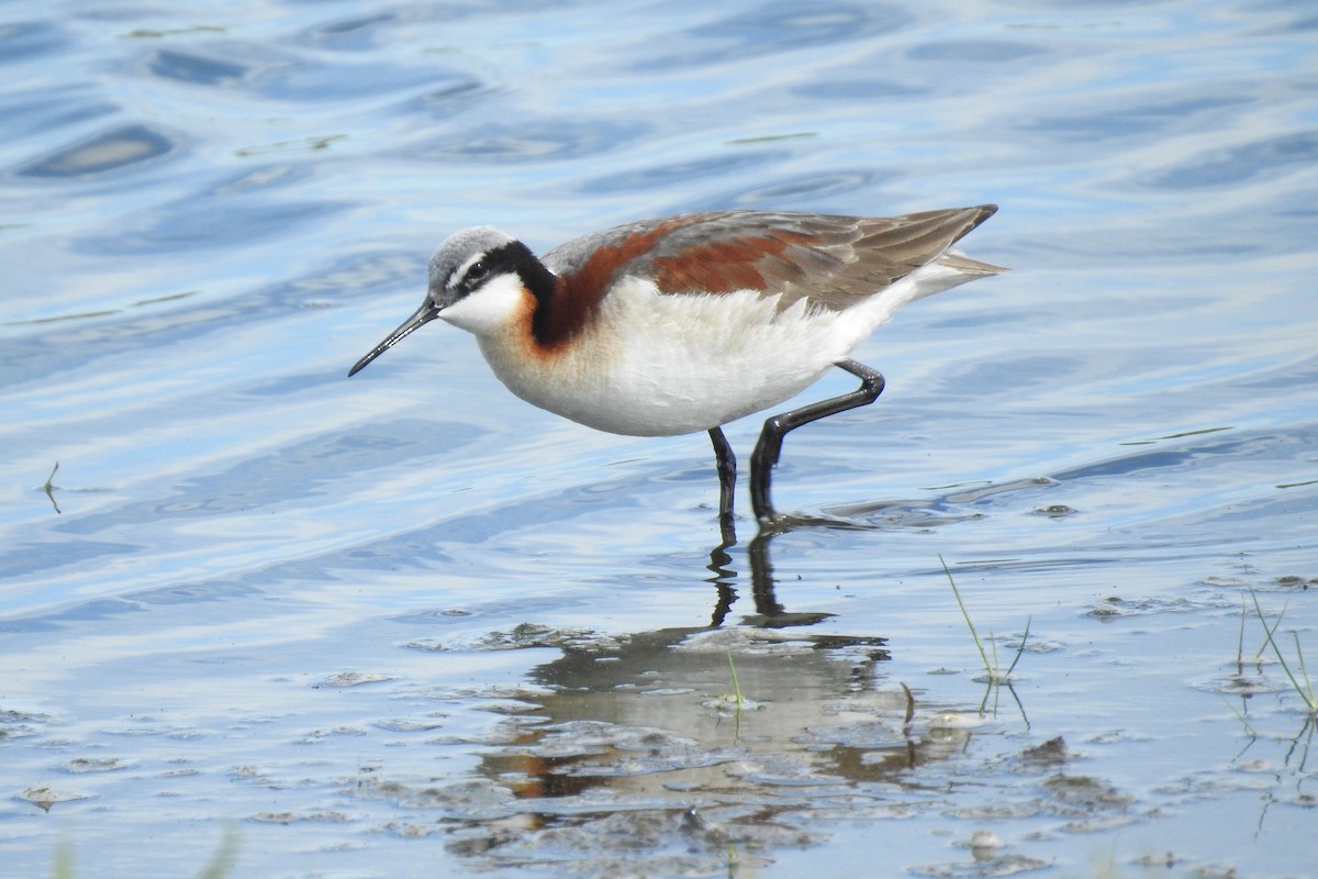 Falaropo Tricolor - ML343258391