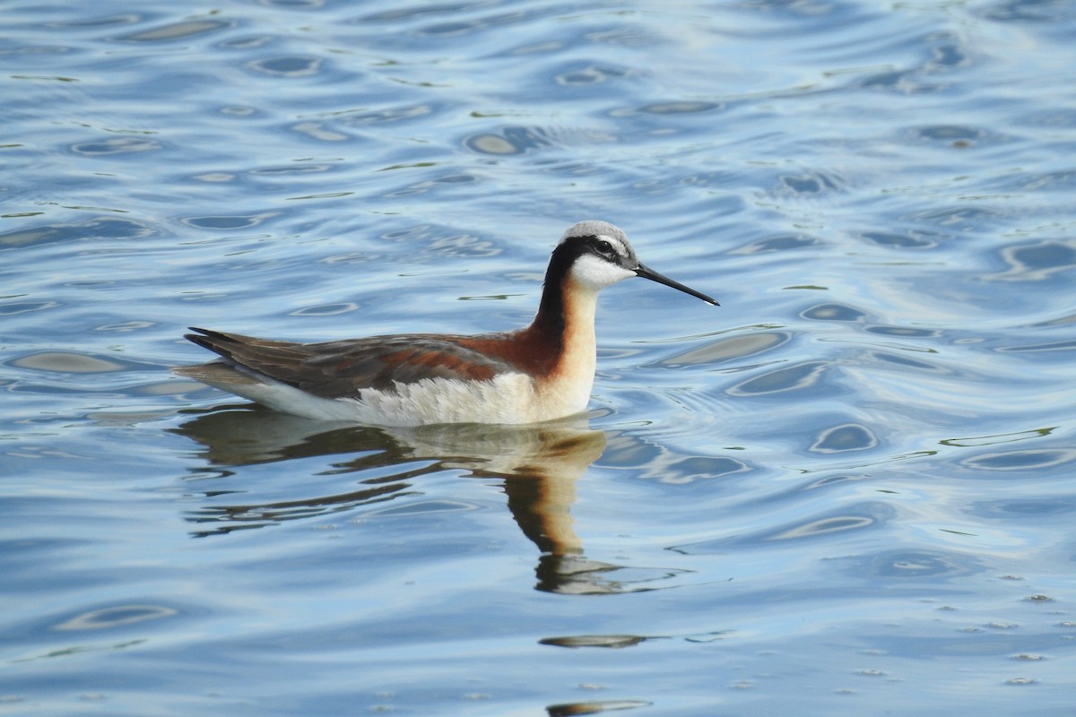 hvithalesvømmesnipe - ML343258411