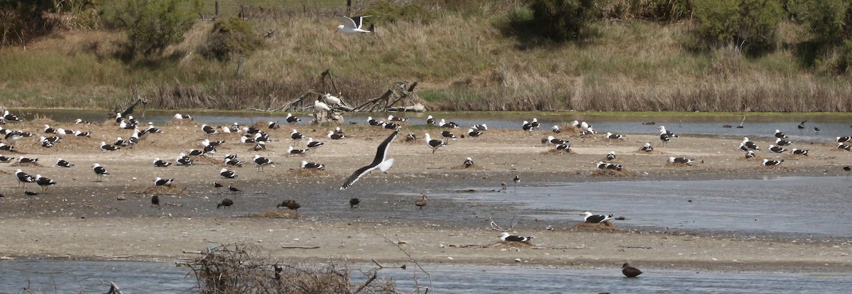 Kelp Gull - ML343258571