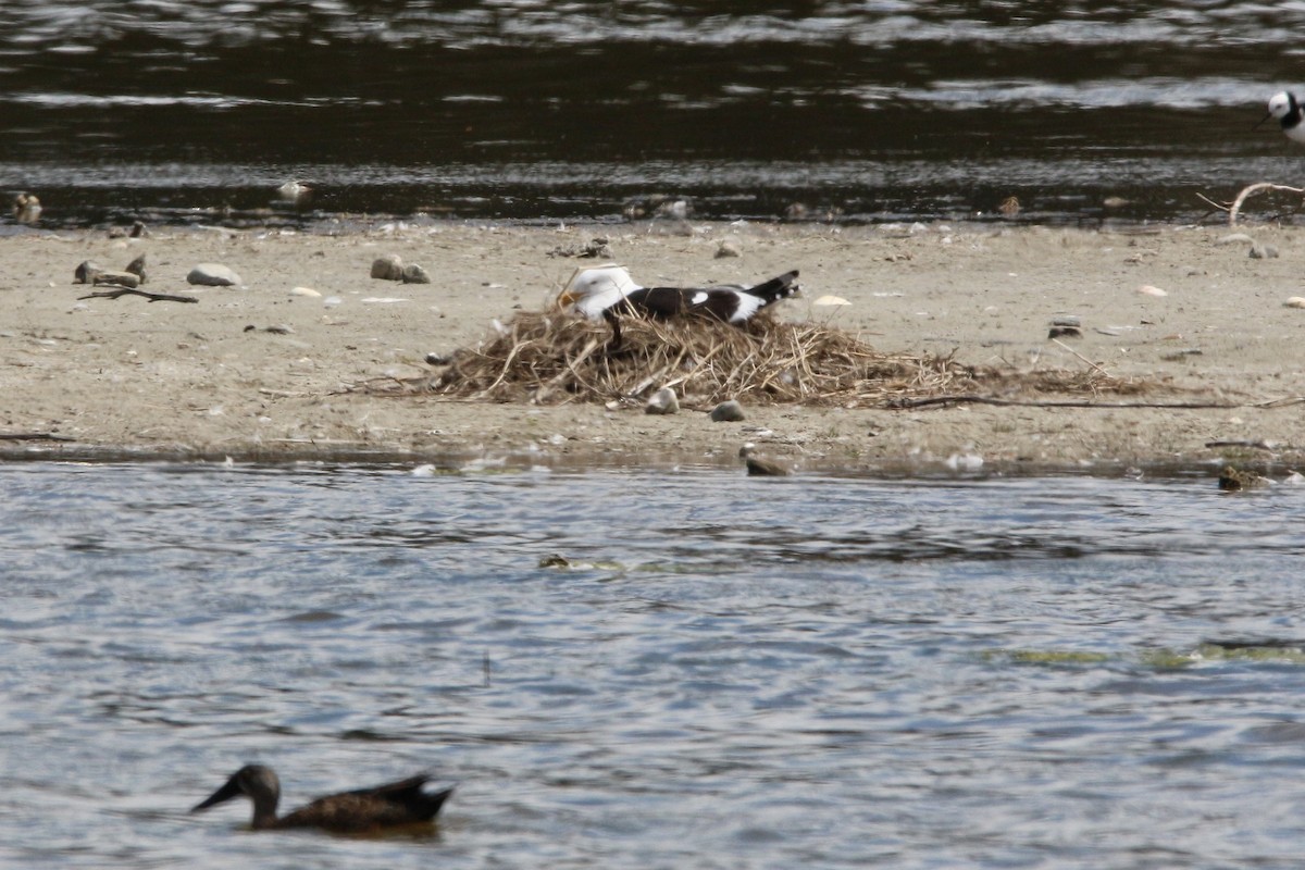 Kelp Gull - ML343258591