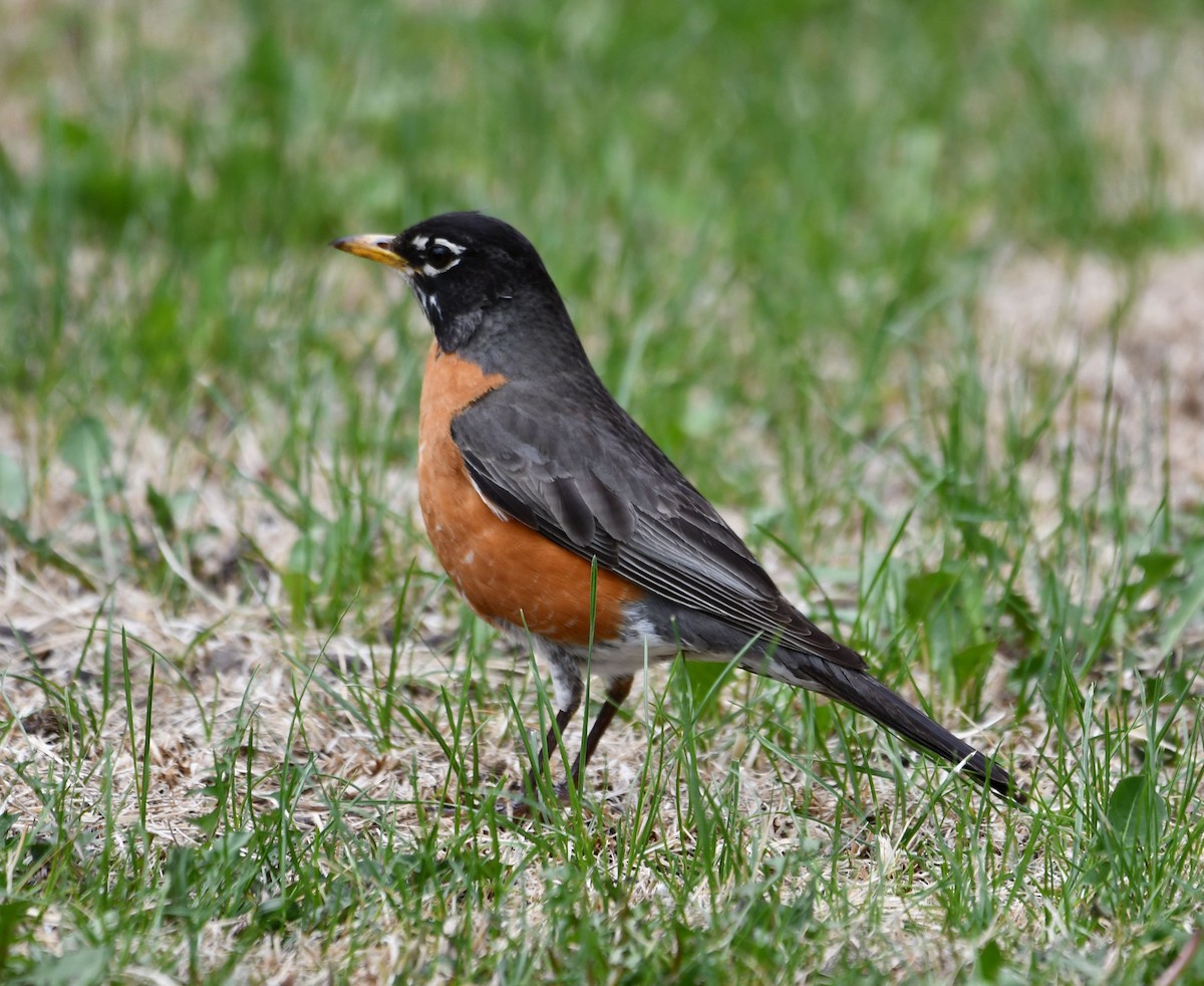 American Robin - ML343259821