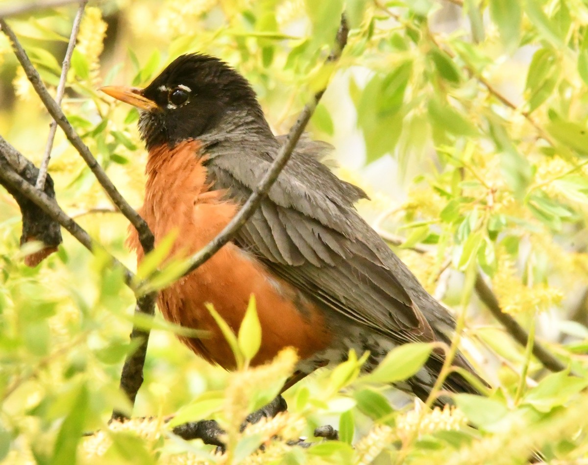 American Robin - ML343259831